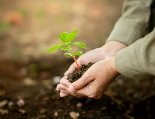 Mains tenant un petite semis vert dans le sol, représentant la prise de conscience du Jour de la Terre.